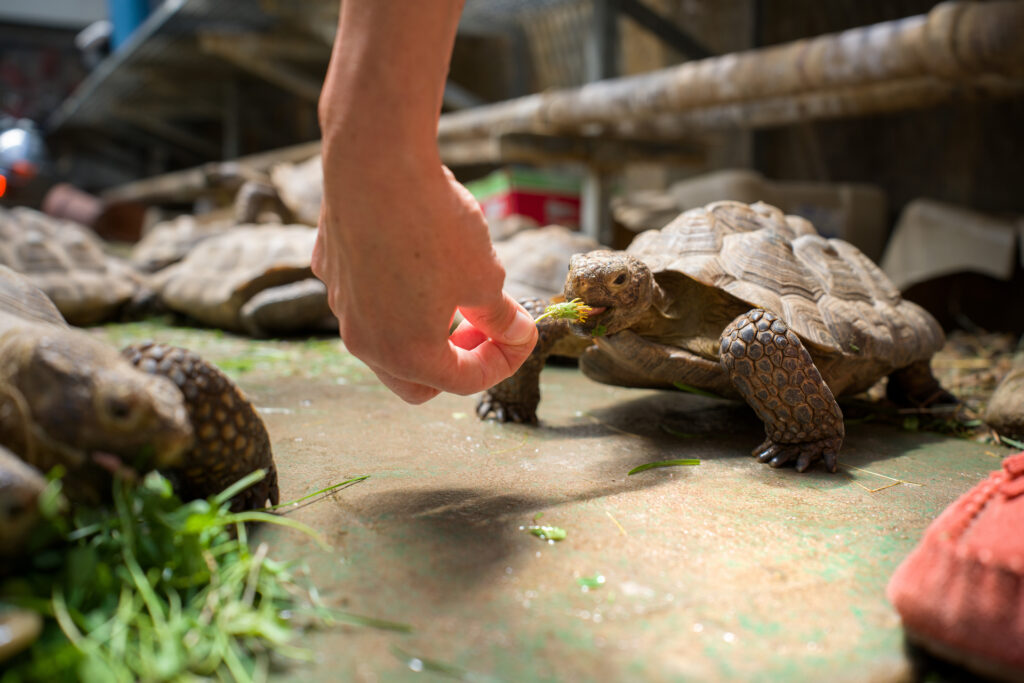 A turtle eating a flower fed by a human